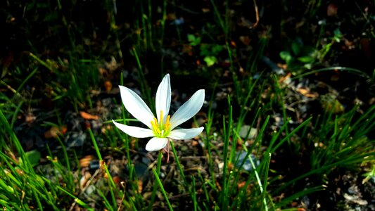 Chuang 蓮 flower lu bian hua