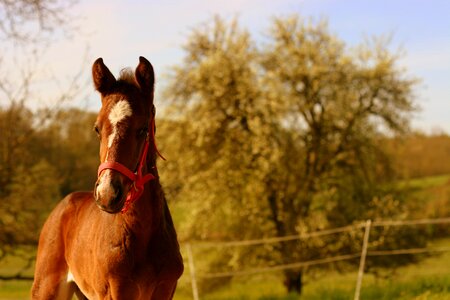 Equestrian equine nature photo