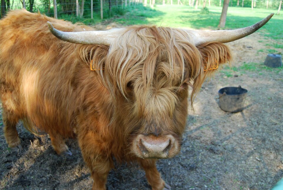 Ruminant race highland cow