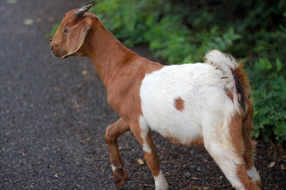 Goat livestock flirt