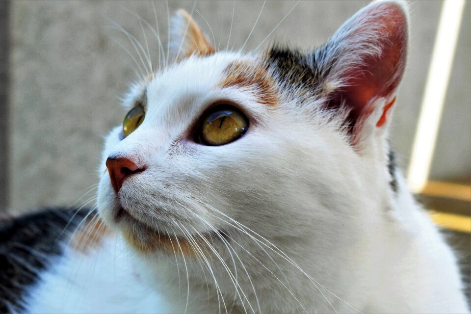 Cat's eyes white close up