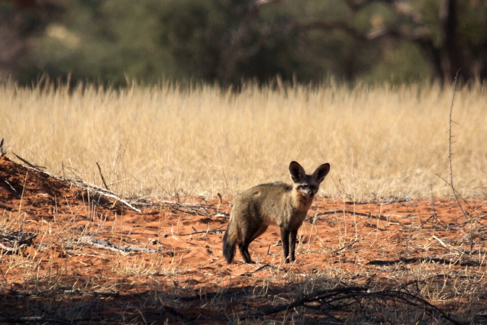 Fuchs africa animal