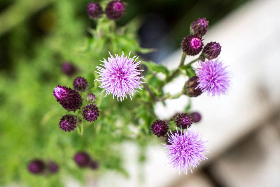 Bloom bud purple flower