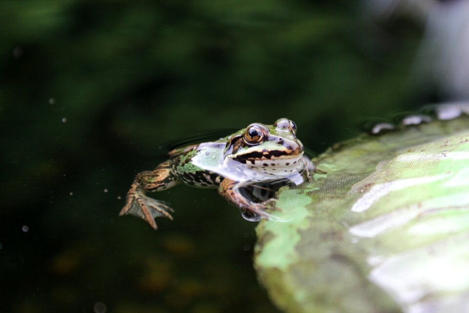 Amphibian animal pond