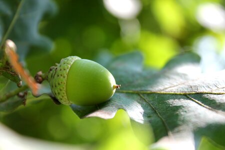 Oak leaf sheet summer photo