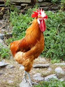 Poultry chicken crest photo