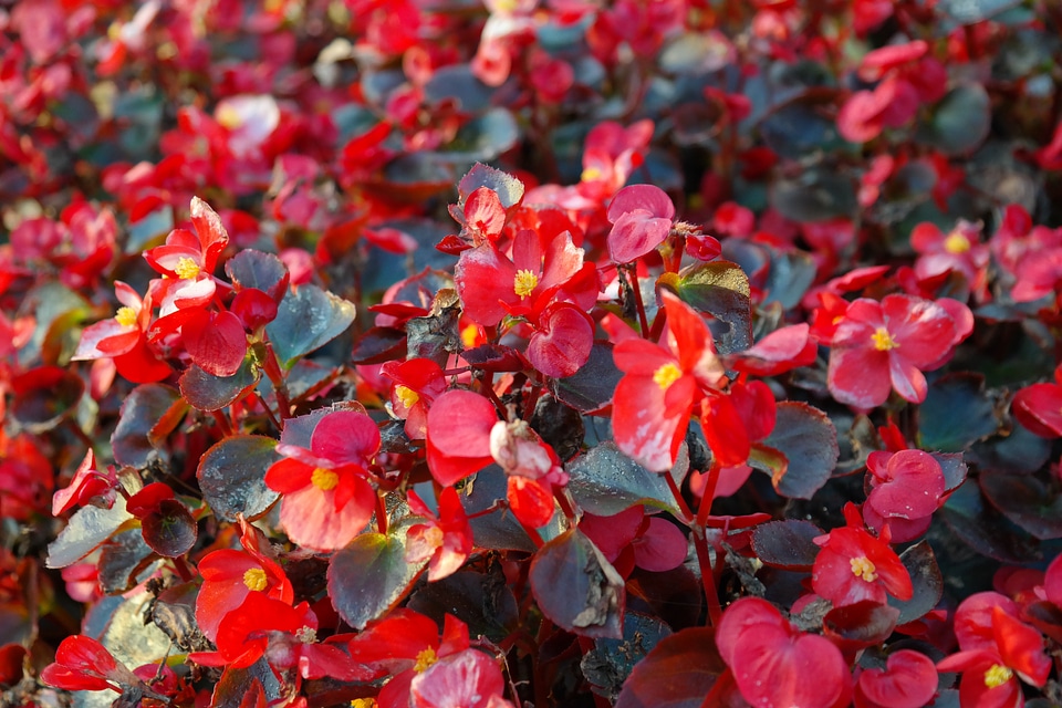 Flora semperflorens begonias begonia semperflorens cultorum