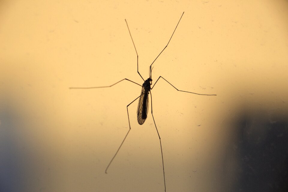 Crane-fly daddy-longlegs