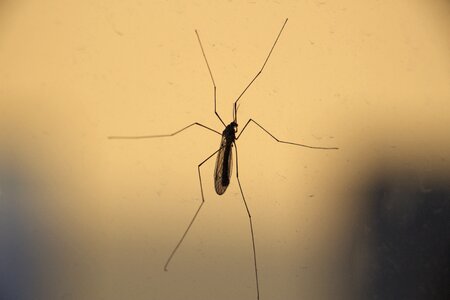 Crane-fly daddy-longlegs