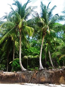 Exotic tropical botany