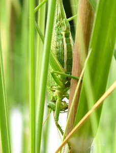 Green close up plant