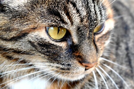 Cat's eyes mackerel close up