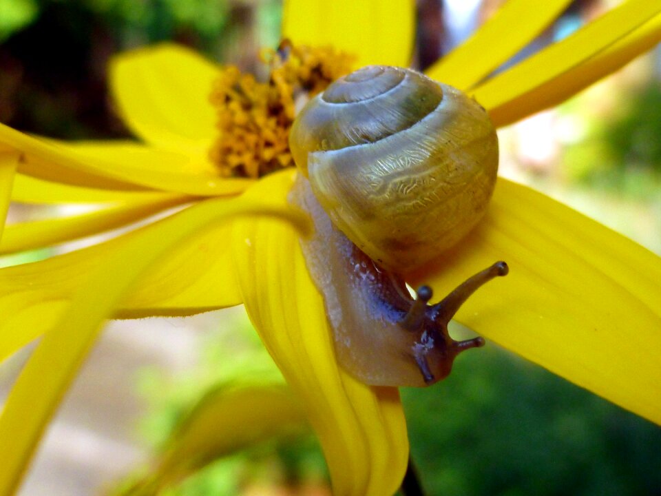 Slowly nature animals