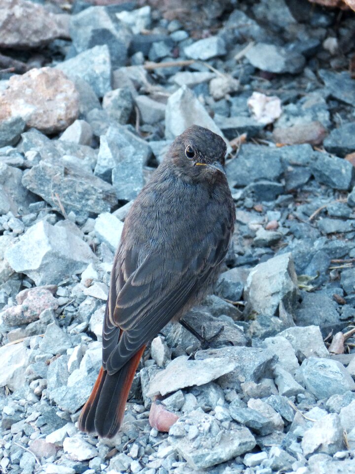 Black redstart smoked bird