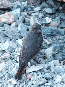 Black redstart smoked bird photo