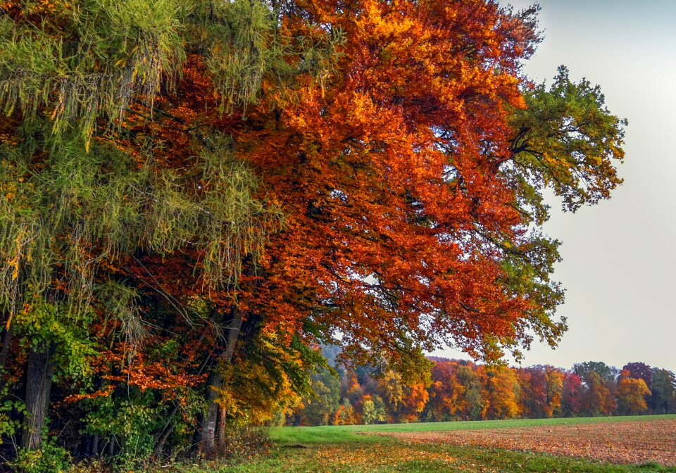 Colors fall autumn landscape warm colors