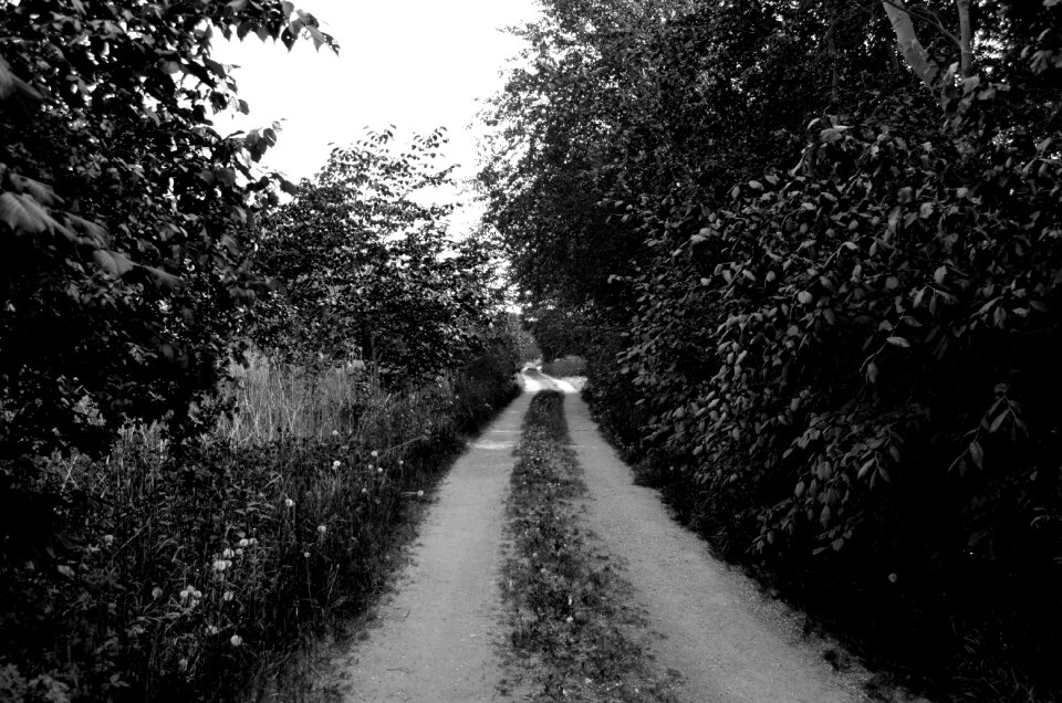 Dirt road road forest