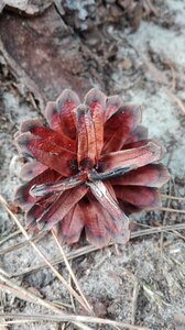 Pine cone forest nature