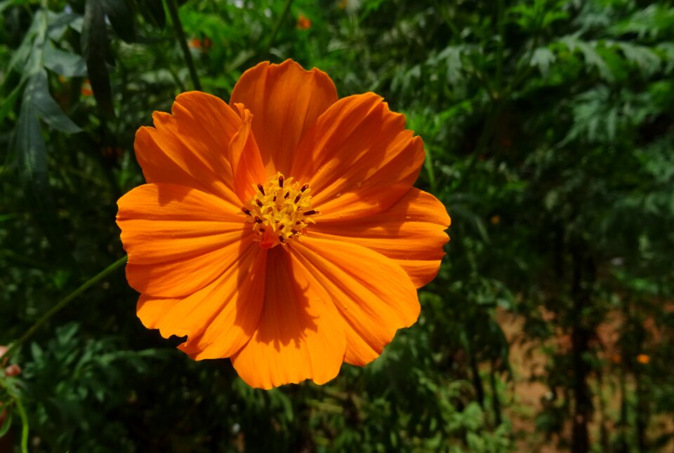Flora garden orange cosmos