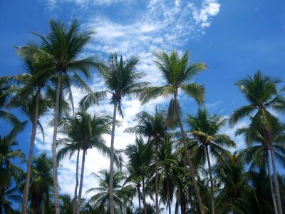 Coconut exotic tropical
