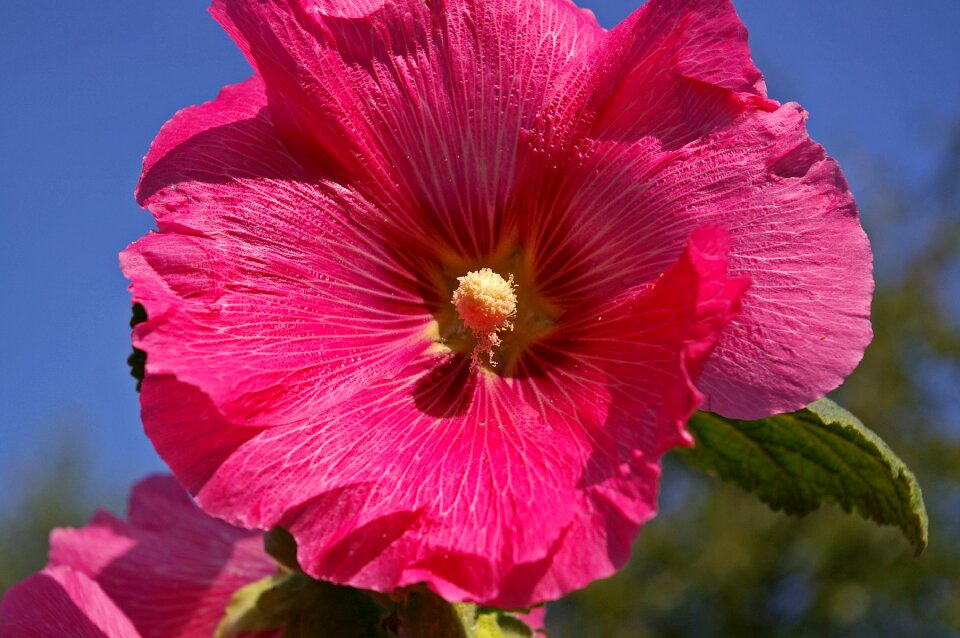 Blossom bloom flowers