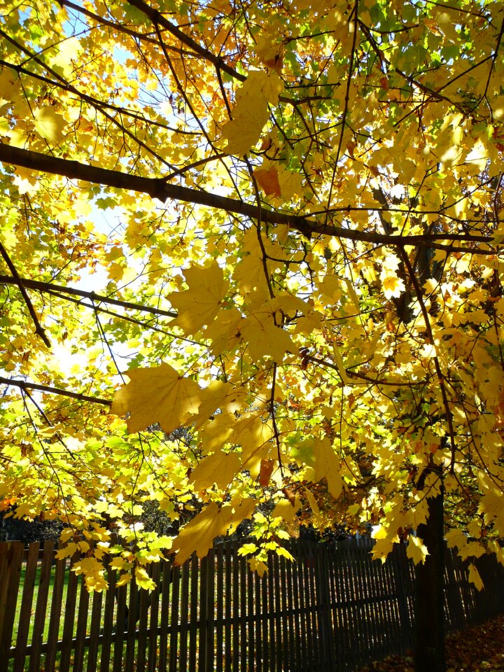 Yellow fall leaves nature