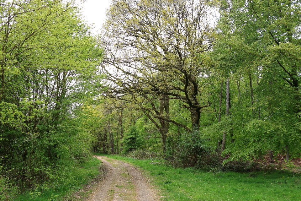 Forest path nature park