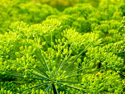 Field agriculture eating