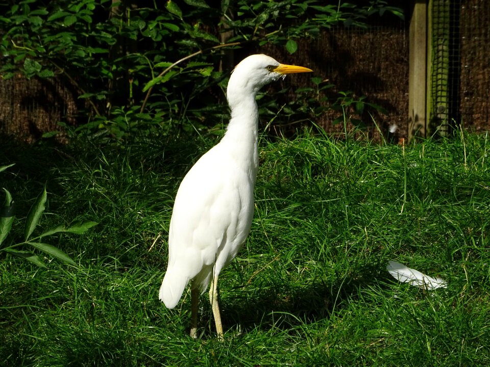 Heron bird babu