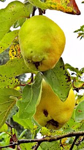 Kernobstgewaechs fruit hairy