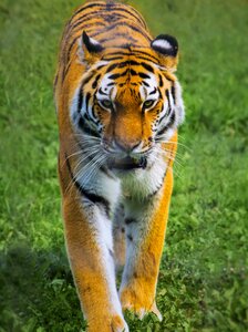 Wildlife carnivore