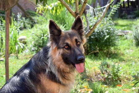 German shepherd naturally dogs