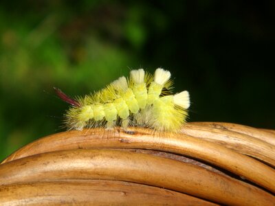 Creep hairy caterpillar macro photo