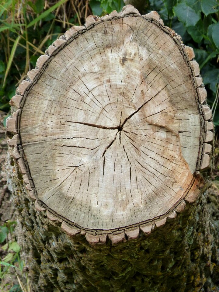 Bark wood section