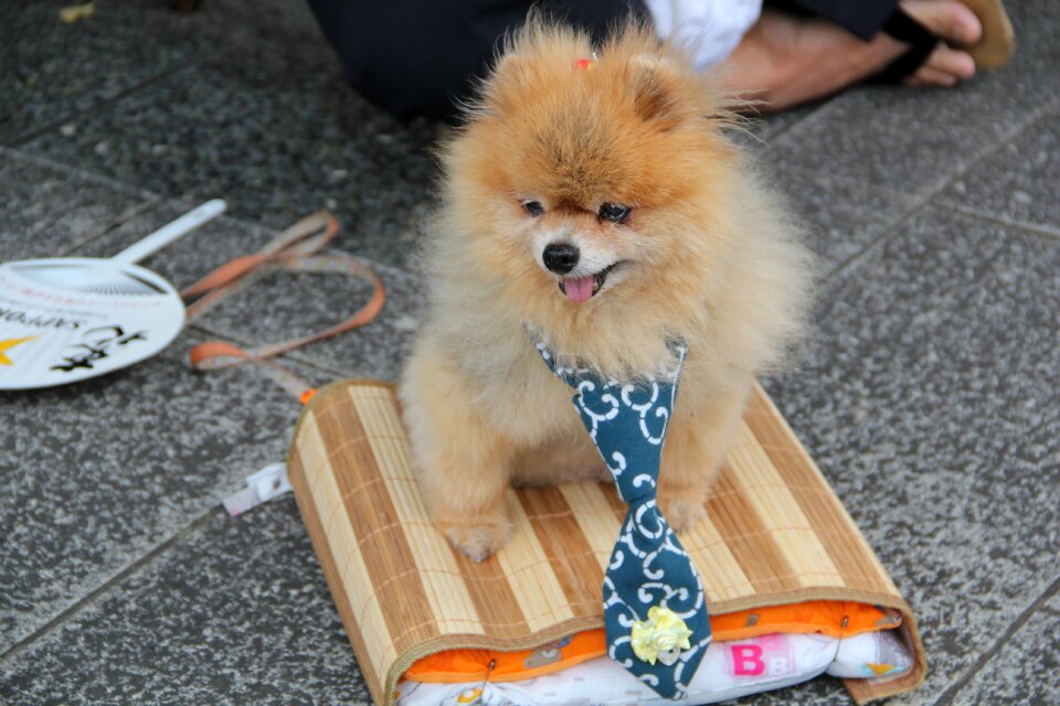 Animal happy friend