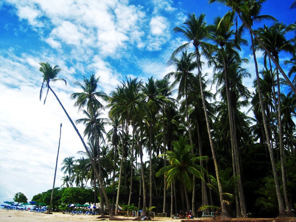 Exotic tropical sky