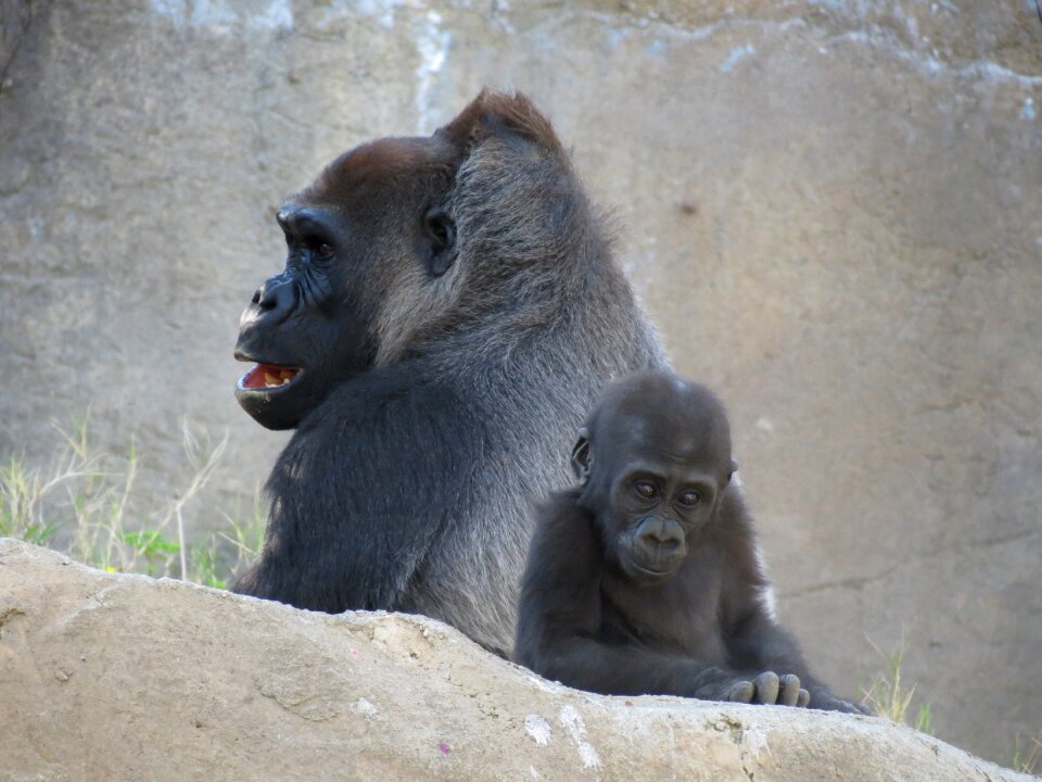 Gorilla baby wild