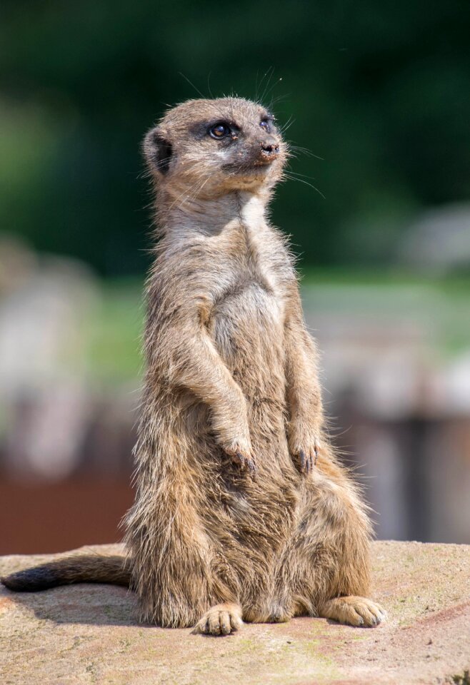 Watchful cute