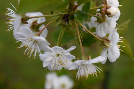 Fruit tree cherry white