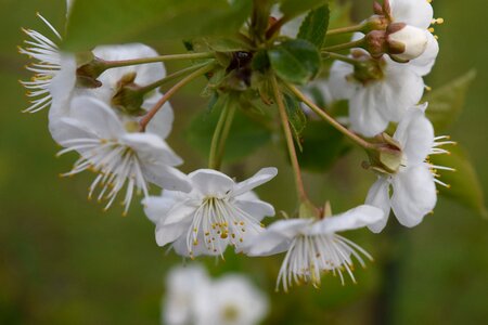 Fruit tree cherry white photo