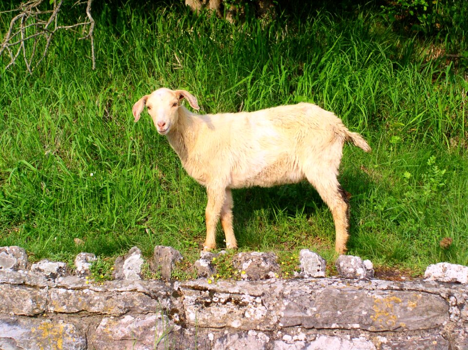 Sheep animal pet