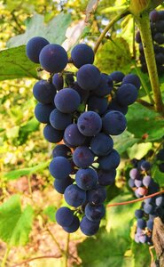 Harvesting outdoors a bunch of