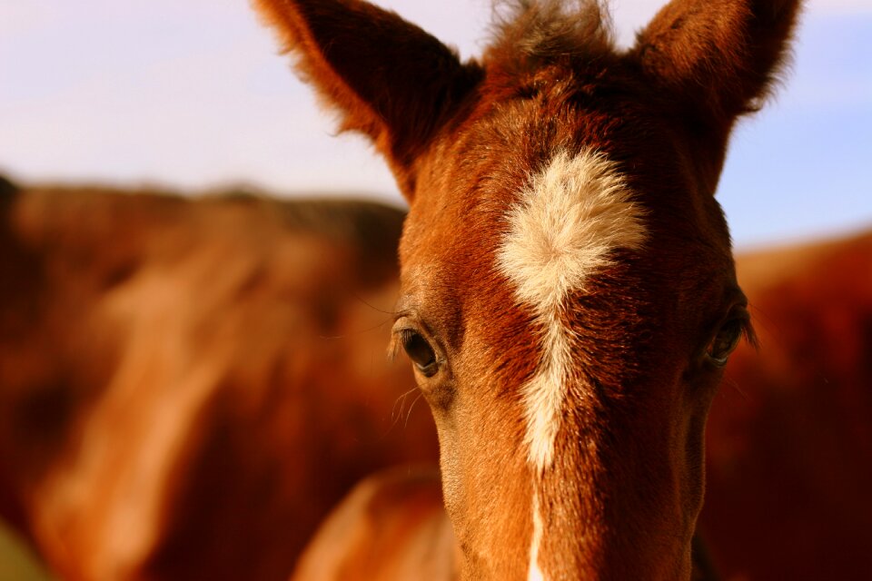 Equestrian equine nature
