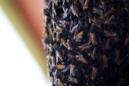 Beehive macro