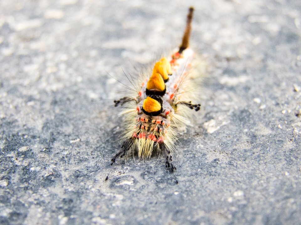 Larva color closeup