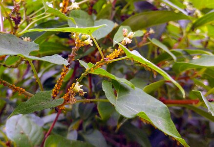 Aphis nerii pest bug