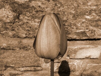 Tulip bud sepia photo