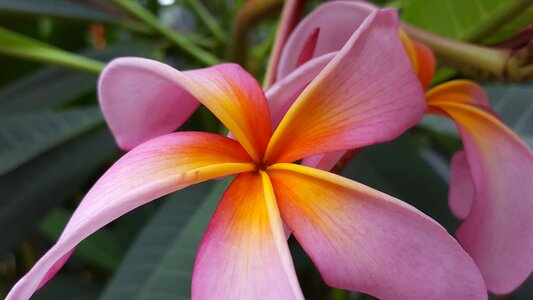 Pink plumeria photo