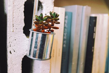 Potted plant book bookstore s