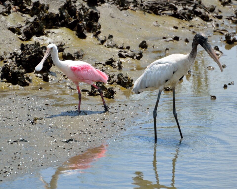 Birds avian wildlife